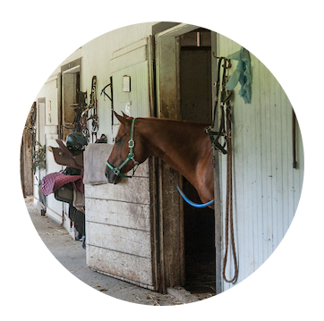 brown horse in a stall with its head poking out