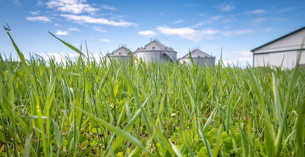 Image of cover crop field with 3grey silos in the rear and blue sky with puffy white clouds, copyright Edwin Remsberg