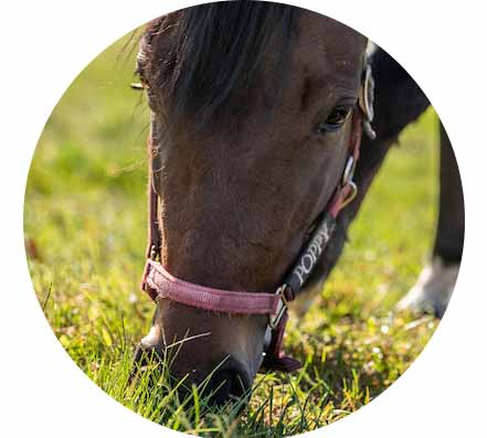 A closeup of the head of a brown horse eating green pasture grass, copyright Edwin Remsberg